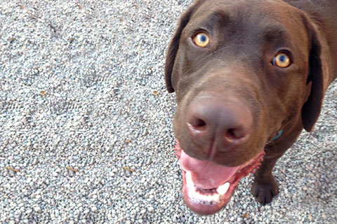 A close up picture of Balou's, a chocolate lab, face