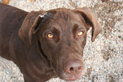 A close up picture of Ben's, a chocolate lab, face