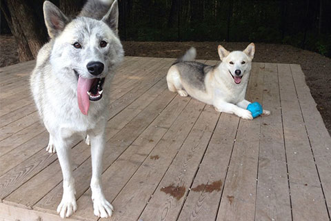 Buddy and Smokey, two medium sized dogs, relaxing on a wooden deck