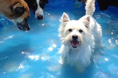 Maggie, a small white terrior, enjoy the water in a kids pool during a hot summer day