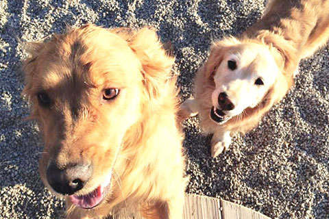 Molly and Piper, two Golden Retrievers, standing on gravel outside during a sunny day