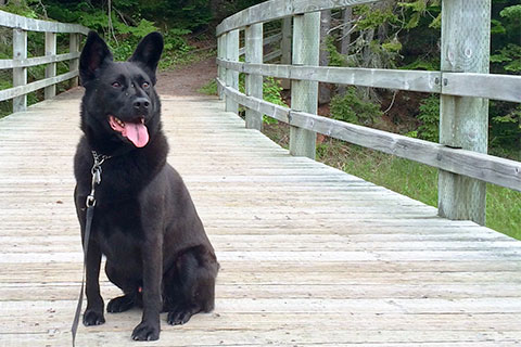 Oscar, a large black dog, sitting relaxed on a wooden trail bridge