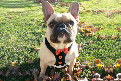 Winston sitting in leaves on a nice fall day wearing a little vest with a red bow